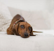 Maya Chen profile photo